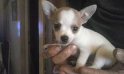 Brown, white, and black male chihuahua puppy for sale! 8 weeks old! Hes going to stay in the smaller range. *Please no texts, if interested calls only!*
This ad was posted with the eBay Classifieds mobile app.