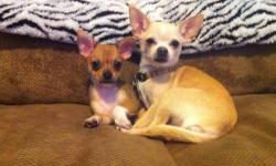 I am not a breeder I bred my beautiful chihuahua with another sweet boy who has the same great temperament as her !
He is absolutely adorable and will make someone very happy ! Use to kids and other pets. Please call me for any other questions