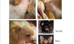 I HAVE 2 ADULT MALE CHIHUAHUA THAT NEED HOMES.
ONE IS A ONE YEAR LONG HAIR WHOLE MALE. SHY BUT LOVEABLE. HE WEIGHS ABOUT 5 POUNDS. ASKING 500.00
ONE IS A TWO YEAR LONG HAIR FIXED MALE. SHY BUT LOVEABLE. HE WEIGHS ABOUT 8 POUNDS. ASKING 350.00