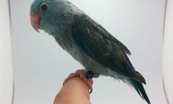 WE NOW HAVE A BEAUTIFUL HAND FED COBALT MALE PARROTLET SPLIT FALLOW FOR SALE. HES IS A TRUELY STUNNING DARK BLUE BIRD. VERY RARE AND HARD TO AQUIRE AND PRODUCE. I AM NOW SELLING THIS RARE BEAUTY FOR ONLY $250. GET YOUR HANDS ON THIS MARVEL WHILE ITS STILL