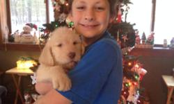 We have 1 cream male labradoodle available! He will be eight weeks old on December 14. He will come with registration papers, be dewormed, and have his first shots. This little guy lives in our home, not in a kennel, and is handled by our three children