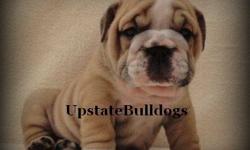 UpstateBulldogs has been established since 2006. We strive to provide top quality bulldogs for families to love. We are all about preserving the breed, preserving that "special" line, and bettering the breed. All pups are UTD on all shots & wormings, come