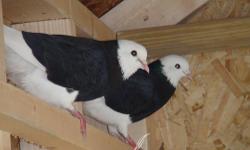 BEAUTIFUL PAIR OF QUAKERS LOOKING FOR A NEW HOME. THEY ARE 3 YEARS OLD. GREEN MALE AND BLUE FEMALE. VERY BEAUTIFUL BIRDS. MALE TALKS,,,HIS NAME IS FRANKIE. FEMALE IS BELLA. I DO NOT HOLD THEM ALOT,,,,THEY ARE STRONGLY BONDED TO EACH OTHER,,,,THEY WOULD