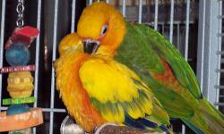 Male jenday and Female sun conure both dna'd with certificates. Must go together.They are both under 5 yrs old. No cage. Female has her chest picked now.