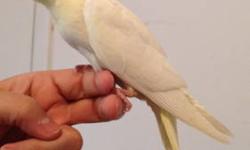 Hand feeding now male baby lutino cockatiel. $100 now - $125 when weaned. No shipping. Price includes delivery within NYC, NJ and Long Island. Can text to 917-420-0116
Baby birds can be sold ONLY to people who are experienced hand feeders. Be aware that I