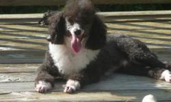 You might have seen this handsome poodle on this site before...... I removed his ad for reasons of getting replies that did not pertain to adopting him.
He is a black and white tuxedo, about 2 1/2 yrs old , current on vaccinations and rabies and crate