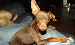I am a young male min pin, approximately 2 years old. I'm chocolate and tan and unneutered. I only weigh about 7lbs and I love to snuggle with a blanket. I'm a bit timid around strangers, but that will change once i'm used to you. I'm crate trained and