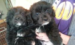 Two adorable male Pomapoo puppies waiting for a loving home. They were born March 25, both are up to date on shots and have been dewormed. Father is an apricot Miniature Poodle (10lbs) and their mother is a black and white Pomeranian (11lbs).
If