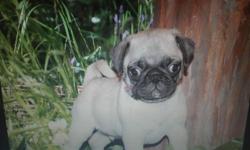 Purebred pug male, both parents on premises. Ready now 8 weeks old on 5/18/14. Has first shots ,wormed, comes with a puppy care kit: food, toy blanket ,photo book ect. Text or call 607-769-1191. Last one to go out of 6 puppies. Very loveable, handled a