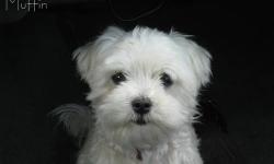 One pure white male purebred Maltese puppy for sale. He will be ready on 3/22/13 and comes with AKC limited registration and a one-year health guarantee. Cost is $400 plus sales tax. To reserve the puppy of your choice, a non-refundable deposit of $200 is