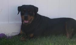 This is "Dillinger", he is a 2 1/2 year old male Rottweiler. We got him at 6 months old from a pet store and since then, he has made great strides from being a typical pet store puppy. He is good with other dogs and cats. Children should ages at least