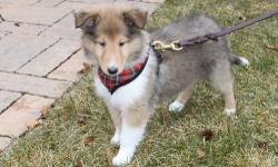 Beautiful male rough collie puppy. He was born on Nov 30th. Has had his first set of shots and worming. He is very smart and has taken to house training with ease. Crate trained and loves his crate Beautifully marked with a full white collar. The one