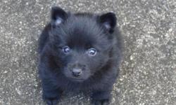 Hello fellow dog lovers!!!
We are NOT BREEDERS and need help re-homing our family pet Schipperke puppies.
About us: We all dog lovers and love our pets very much. We have 3 Schipperke dogs (love the breed), the two youngest are not fixed in hopes to have