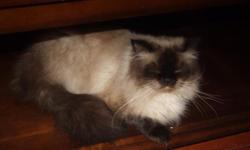 I have a male seal point Himalayan that is 2 1/2 years old and needs a Forever home due to unforeseen personal health issues. He is a wonderful pet with a phenomenal personality. I am asking $100 to ensure he gets a wonderful home.