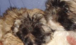 Purebred male Shih Tzu puppies are looking for their new loving homes. They are vet-approved, vaccinated and wormed. Very friendly and happy. Ready to add years of love, laughter and entertainment to you life. These puppies are from bloodlines we have