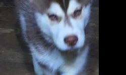 This little boy is a gorgeous dark copper Siberian Husky. Copper is an extremely hard color to find in the breed. Reyarp is absolutely adorable super affectionate and super goofy. He's just beautiful. He has the most stunning eyes and eye shape I've ever