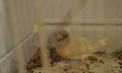 Available for sale is a juvenile male silver gouldian finch. An almost all white bird. Rare and does not come very often. No shipping