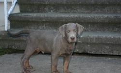 9 wk old Male Silver Lab Puppy for Sale. Puppy comes with 1st set of shots, Dewormed, Vet checked, Dew Claws removed, and AKC papers. Mother on site, both parents are OFA Certified Excellent and Eye Cerf completed. For more pictures please visit him on