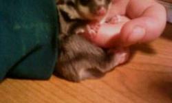 Sugar glider. Out of pouch date is November 9,2012.
Please only serious inquiries.
Do research on this exotic animal.
Please contact me with any questions or for more information.