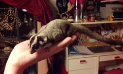 I have a male sugar glider looking for his forever home. He was OOP on July 17. He is very friendly and loves to play.