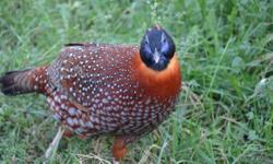 for sale One 2 Years Old Male Temminck's Tragopan in full color. Shipping would be on weather permitted days. He is healthy and in very good condition with no defects.