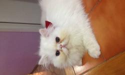 I have a beautiful young white male persian kitten for sale, he is adorable, playful. He likes to be at one's side, and can make a great companion for any household. If you are interested, please call the number (718) 406-7244, ask for Margarita.