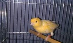 Hi, i have a beautiful healthy male Canary for sale, Hes proven and ready to breed. If interested please call me at 646-270-9259. Thankyou