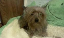 Male yorkie 2yrs old all shots not fixed weight 4pds asking 365call or text 607 382 5461.
DO NOT EMAIL!!!