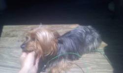 I have a 3 year old male yorkie I need to rehome. He is a great dog up to date on shots. He is house broke great with kids and other dogs. The reason i am rehoming him is i got him a few months ago and with not thinking because i have boxers and they are