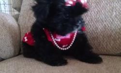 Malshi female and male puppy gorgeous baby doll faces beautiful thick coats. They are 1/2 Maltese and 1/2 Shihtzu they look like a black maltese they will come with health certificate shots wormed and a gift bag with food toys blanket ect. Willing to meet