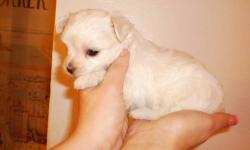 beautiful white longish hair maltese lookalike...taking deposits for new years gift or hold for after christmas gift