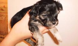 Beautiful black maltese / chihuahua pup.. the tiniest of my litter...will be about 5-6 pounds full grown.. taking deposits