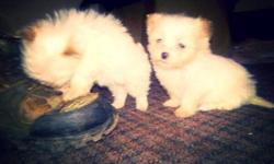 Maltese shitzu puppies Ready to go Non-shedding small breed, will be about 8-10 pounds. $500. No drama. Call or text 5708863058. Three males
This ad was posted with the eBay Classifieds mobile app.