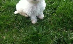 2 Female maltese puppies. Been wormed and first set of shots. They are ready now born Feb 20th.