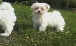 AKC reg.maltese,male vet ckd,shots and dewormed,great personality,very of nice coat,6/7 lbs full grown,(pd00302) Akc reg.additional.price listed is for pet only.