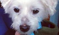 Maltese - Charles - Small - Senior - Male - Dog
Charles also known as Charlie is a snugly little buddy. Charlie is an adorable little guy around 14 years old. Not much rattles his cage these days. He loves women and he greets strangers pretty nicely. He's