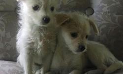 Maltese/Chihuahua mix puppies.