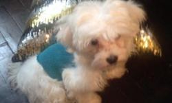 Three months old Maltese full sale my phone type nunber 917-517-1952 thank you