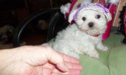 Lil Angel is a baby Maltese looking for a person to loveher.She has a baby-doll face and is the sweetest baby ever.She is playful and just wants you to love her.Born Feb.5,2013