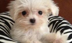 AKC registered Maltese puppy female shots,wormed,parents on premises,home raised,great personality,loving and playful!Call 845-628-3247 for more info
This ad was posted with the eBay Classifieds mobile app.