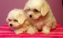 8 week old Maltese babies . Well socialized with small family & other pets . They are very outgoing and affectionate .. They are registered and have all there shots . Feel free to come and meet them . Please serious inquires only..