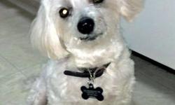 Maltese - Jasper - Small - Senior - Male - Dog
This sweet, 10 pound, 8 year old Maltese boy was a stray found in the city. It was obvious that Jasper had been ignored by his owner for some time because he was matted, had toenails so long he could hardly