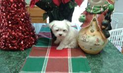 Maltese male puppies 9 weeks old $600 w/o papers and $650 with akc and CKC registered puppies are charging between 4 1/2 to 6 1/2 pounds as adults. They have beautiful face and gorgeous white coat . Will come with a health certificate from the vet, shots