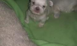 Maltese male puppies 2 available gorgeous baby doll faces akc registered will come with a health certificate from vet, shots, wormed and puppy starter pack with food toys blanket etc. Puppy will be ready April 21st and a $100 deposit will hold until then.