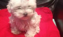 Pure white pedigree Maltese. XXS teacups in this litter.
Deposit & contract of rights and responsibilities required for holds.
NO Di$count! Please, only those truly in the market for our home raised pampered Maltese, need call. Mandatory consultation and