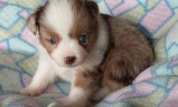 Maltese/Mini Aussie puppy--
1 male- 1 female
born on March 2nd, 2015
1st shot and 2 wormings
small, mature weight will probably be 6-9 pounds
Mom is 15/16 Maltese, 1/16 Bichon (white) about 6- 7 inches tall and about 7-8 pounds
Dad is AKC/CKC toy Mini