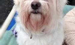 Maltese - Morgan - Small - Senior - Male - Dog
Morgan is affectionate, friendly and outgoing. He is part of a bonded pair. He would love a home with his "brother" Ace. Ace is a senior Pomeranian. Sadly, their owner went into a nursing home. Can you find