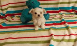 Maltese - Opal - Small - Adult - Female - Dog
Opal is an endearing creature that loves to be held and just wants affection. She is friendly and smart and needs a devoted owner to give her the loving home she so very much deserves. Opal had a very