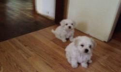 I am looking for an immediate home for my Maltese puppies ASAP! I have 2 females and one male, 3 months of age. I did not provide their shots because I cannot afford it at the moment. I am looking for a family preferably with experience with Maltese and