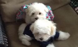 Adorable 8 week old Maltese puppies available now. 5 males & 2 females available. Home bred. Well socialized, great with children. Please call 631-775-8237 ask for Louise.